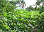 Sliven - House - Near Lake